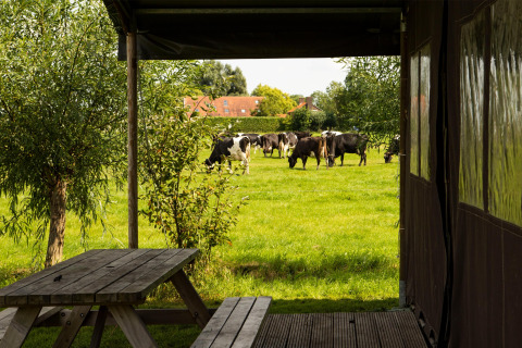 Blick von einer Terrasse mit Holztisch auf eine grüne Wiese mit Kühen in Feather Down Hoeve de Betuwe, Niederlande.