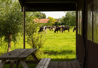 Blick von einer Terrasse mit Holztisch auf eine grüne Wiese mit Kühen in Feather Down Hoeve de Betuwe, Niederlande.