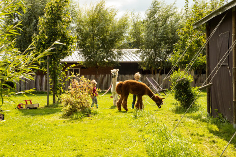 Kinder spielen mit Alpakas auf einer grünen Wiese im Feather Down Hoeve de Betuwe, Gelderland, Niederlande.
