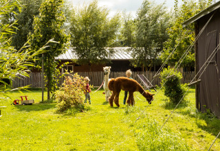 Bambini giocano con alpaca su un prato verde a Feather Down Hoeve de Betuwe, Gelderland, Paesi Bassi.