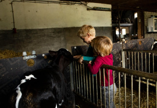 Due bambini danno da mangiare a un vitello in una stalla al Feather Down Hoeve de Betuwe, Gelderland, Paesi Bassi.