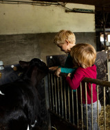 Dos niños alimentan a un ternero dentro de un establo en Feather Down Hoeve de Betuwe, Gelderland, Países Bajos.