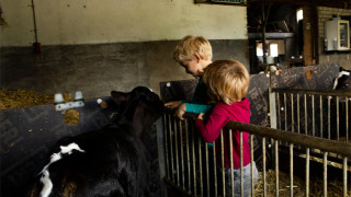 Dos niños alimentan a un ternero dentro de un establo en Feather Down Hoeve de Betuwe, Gelderland, Países Bajos.