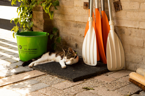 A cat relaxing on a mat beside a green bucket and orange paddles, outdoors by a brick wall in the sun.