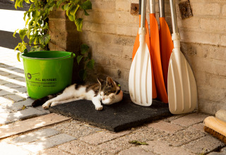 Een kat rust op een mat bij een groene emmer en oranje peddels, buiten aan een bakstenen muur in de zon.