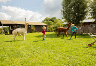 Due bambini giocano con alpaca sull’erba vicino a una tenda a Feather Down Hoeve de Betuwe, Gelderland.