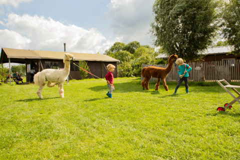 Deux enfants jouent avec des alpagas sur l'herbe près d'une tente à Feather Down Hoeve de Betuwe, Gelderland.