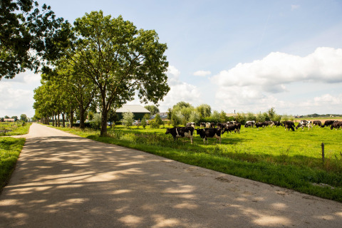 Landstraße mit Bäumen und weidenden Kühen bei Feather Down Hoeve de Betuwe, Gelderland, Niederlande.