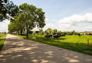 Landstraße mit Bäumen und weidenden Kühen bei Feather Down Hoeve de Betuwe, Gelderland, Niederlande.