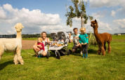 Een familie met jonge kinderen en alpaca's geniet van een zonnige dag bij Feather Down Hoeve de Betuwe, Gelderland.