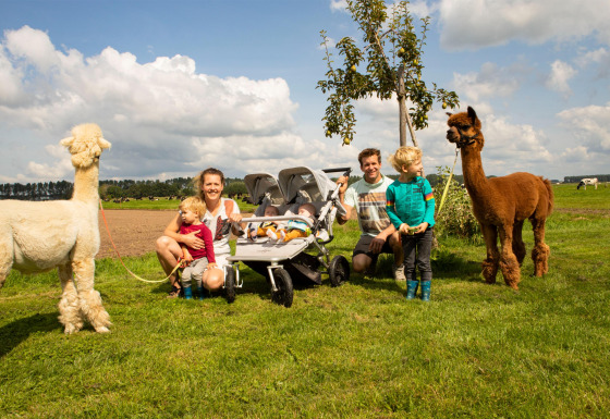 Eine Familie mit kleinen Kindern und Alpakas genießt einen sonnigen Tag im Feather Down Hoeve de Betuwe, Gelderland.