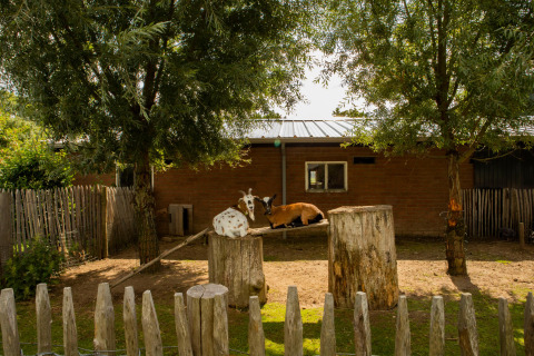Zwei Ziegen ruhen sich auf Holzstümpfen und einer Rampe im Gehege bei Feather Down Hoeve de Betuwe aus.