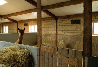 Due alpaca si trovano nella loro stalla al Feather Down Hoeve de Betuwe, parco vacanze a Gelderland, Paesi Bassi.