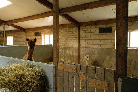 Twee alpaca’s staan in hun stal bij Feather Down Hoeve de Betuwe, een vakantiepark in Gelderland, Nederland.