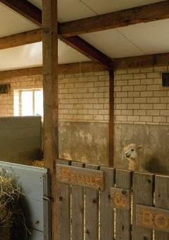 Dos alpacas están en su establo en Feather Down Hoeve de Betuwe, un parque vacacional en Gelderland, Países Bajos.