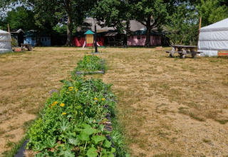 Billede af et glamping-sted med to yurter, havebed og picnicborde på en græsplæne i solskin.