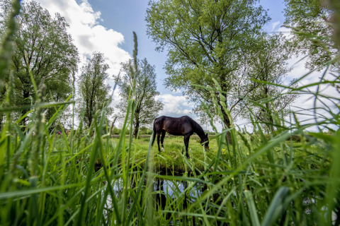 Un caballo pasta junto a un arroyo entre la hierba alta y árboles cerca de la casa flotante 'De Waterparel' en Frisia.