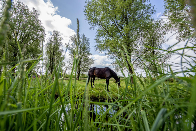 A horse grazes by a stream amid tall grass and trees near Houseboat 'De Waterparel' in Friesland.