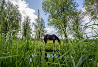 Ein Pferd grast am Fluss zwischen hohem Gras und Bäumen nahe Hausboot 'De Waterparel' in Friesland.