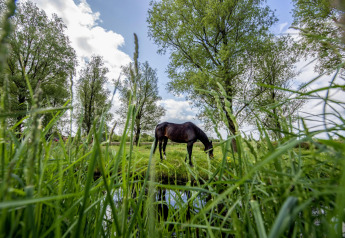 Un cheval broute près d’un ruisseau entouré d’herbe et d’arbres, près de la péniche 'De Waterparel' en Frise.