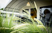 Safari-teltet Tent Villa ved Holiday Park Duinhoeve i Holland med planter i forgrunden.