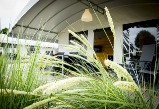 Safari tent Tent Villa at Holiday Park Duinhoeve in the Netherlands with grasses in the foreground.