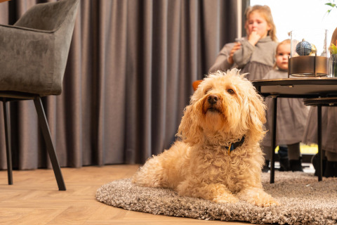Een krullige hond ligt ontspannen op een kleed in Villa Nautica, met familie op de achtergrond.