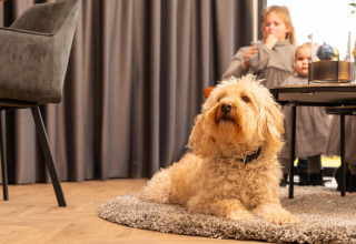 Een krullige hond ligt ontspannen op een kleed in Villa Nautica, met familie op de achtergrond.