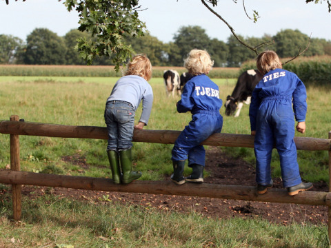 Tre børn klatrer over et hegn på en mark med køer i det fjerne ved Feather Down De Lange Weide, Drenthe.