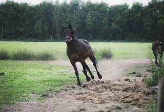 Een zwart paard loopt vrij rond op een groene weide bij Feather Down De Lange Weide vakantiepark in Drenthe.