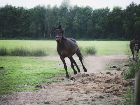 A black horse runs freely in a green field at Feather Down De Lange Weide holiday park in Drenthe, Netherlands.