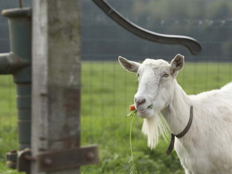 Une chèvre blanche barbue mange une carotte dans un champ au Feather Down De Lange Weide, Drenthe, Pays-Bas.