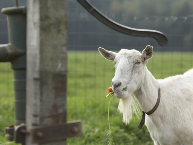 Une chèvre blanche barbue mange une carotte dans un champ au Feather Down De Lange Weide, Drenthe, Pays-Bas.
