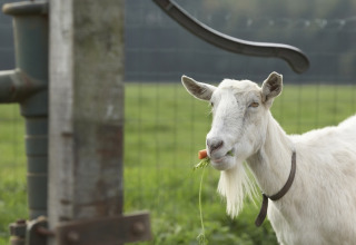 A white goat with a beard eats a carrot in a field at Feather Down De Lange Weide, Drenthe, Netherlands.