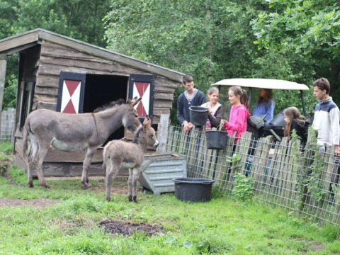 Niños y adultos visitan burros junto a una cerca en Feather Down De Lange Weide, parque vacacional en Drenthe, Países Bajos.