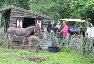 Kinderen en volwassenen bekijken ezels bij een omheining op Feather Down De Lange Weide, vakantiepark in Drenthe, Nederland.