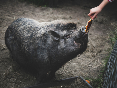 Een zwart varken wordt gevoerd met een stuk pizza op Feather Down De Lange Weide, Drenthe, Nederland.