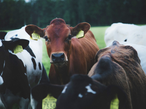 Vacas marrones y blanco-negras con etiquetas amarillas en un campo en Feather Down De Lange Weide, Drenthe.