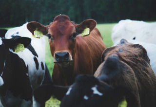 Vacas marrones y blanco-negras con etiquetas amarillas en un campo en Feather Down De Lange Weide, Drenthe.