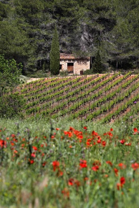 Vista su vigneti e fiori selvatici in primo piano con una casetta di pietra sullo sfondo al Camping De l'Olivigne.