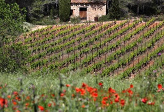 Vista su vigneti e fiori selvatici in primo piano con una casetta di pietra sullo sfondo al Camping De l'Olivigne.