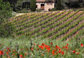 Vista su vigneti e fiori selvatici in primo piano con una casetta di pietra sullo sfondo al Camping De l'Olivigne.
