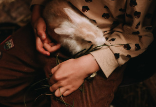 Een kind in bruine kleding en een patroontrui aait en voert een wit konijn met gras op schoot.