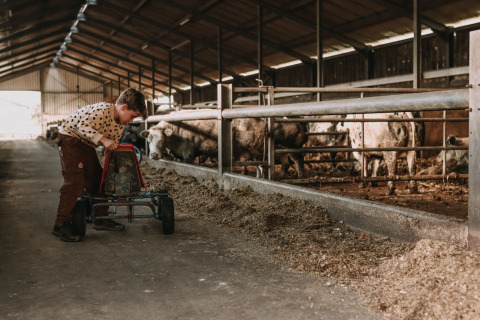 Garçon jouant avec un kart dans une grange près de vaches à Feather Down Hoeve De Pippert au Gelderland.
