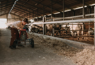 Garçon jouant avec un kart dans une grange près de vaches à Feather Down Hoeve De Pippert au Gelderland.
