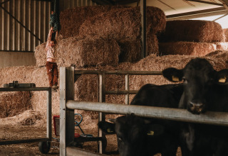 Niño balanceándose en una cuerda en un granero con pacas de heno y vacas tras una cerca en una granja holandesa.