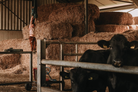 Niño balanceándose en una cuerda en un granero con pacas de heno y vacas tras una cerca en una granja holandesa.