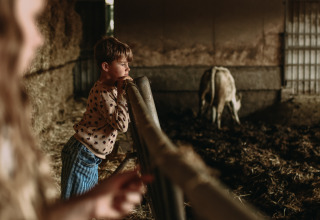 Bambino in una stalla a Feather Down Hoeve De Pippert, villaggio vacanze in Gheldria, Paesi Bassi, guarda una mucca.