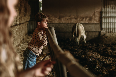 Niño en un establo en Feather Down Hoeve De Pippert, parque vacacional en Gelderland, Países Bajos, observa una vaca.