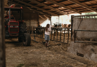 Ein Mädchen steht in einem Stall mit Stroh, Traktor und Kühen auf Feather Down Hoeve De Pippert, Gelderland.